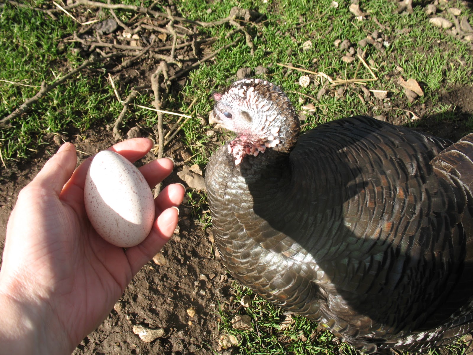 Milkweed & Teasel Our first turkey egg